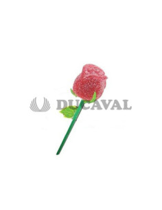 Rosa pectina