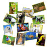 Sobre Cromos Mundo Animal | Ducaval | Envías 24/48 horas 