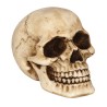 Calavera De Resina 8cm| Ducaval | Envíos 24/48 horas