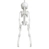 Esqueleto Colgante Alienigena 42 Cm | Ducaval | Envíos 24/48 horas 