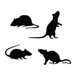 Siluetas Ratas Negras  | Ducaval | Envíos 24/48 horas
