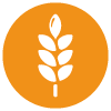 Gluten